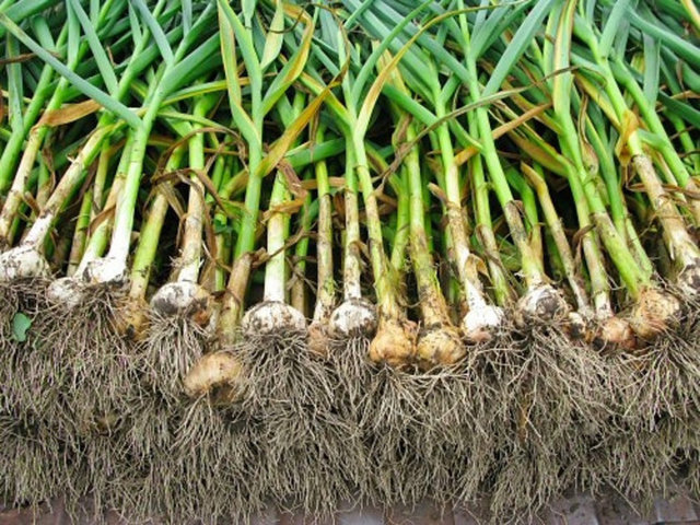 Sarımsağın sağlık açısından faydaları saymakla bitmez. Antibiyotik etkisi olan sarımsak, gribe, bağırsaj enjeksiyonuna, mide bozulmalarına ve soğuk algınlığına birebir geliyor.