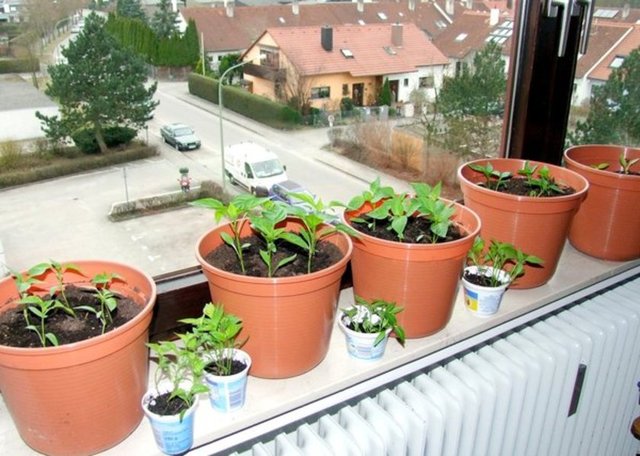 Bütün güneşi pencere önündeki bu çiçekler çekti.