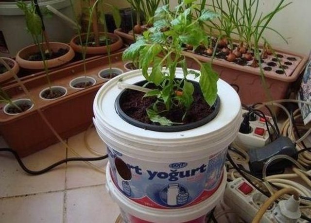 Kıymetli yoğurt kabı.