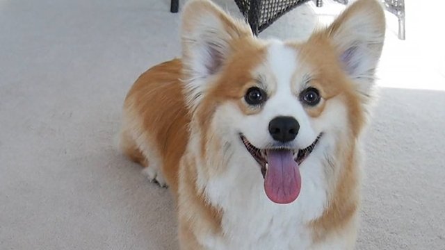 Corgi 