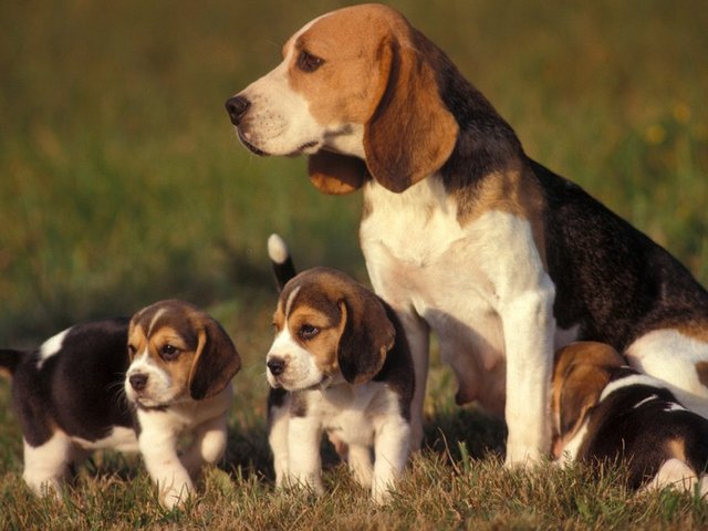 Beagle 