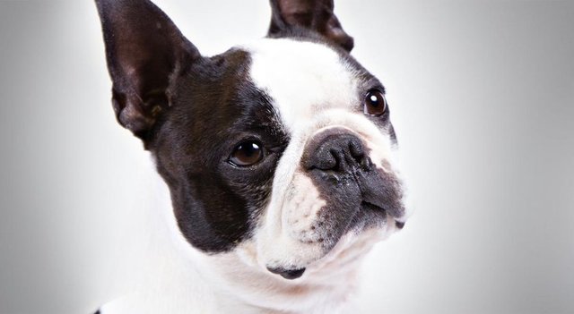 Boston Terrier 
