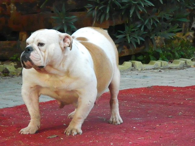 İngiliz Bulldog 