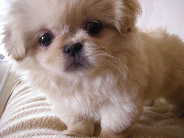 Pekingese