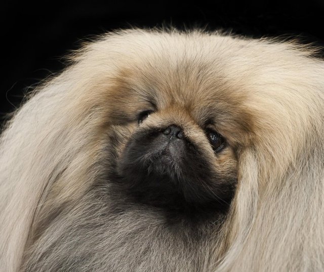 Tembel bir köpek cinsi olan Pekingese bakımı kolay olan cinstir. Egzersiz ve şekerlemeleri tamamlandığında iyi bir ev arkadaşı olacak. 