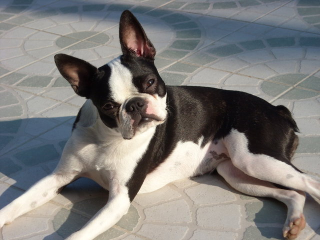 Sessiz ve nazik bir cins olan Boston Terrier cinsi köpekler apartman hayatı için daha uygun. Düzenli yürüyüş isteyen bu köpekleri mutlu etmek için yürüyüş parkuru ya da bir köpek parkı paha biçilemez olacaktır. 