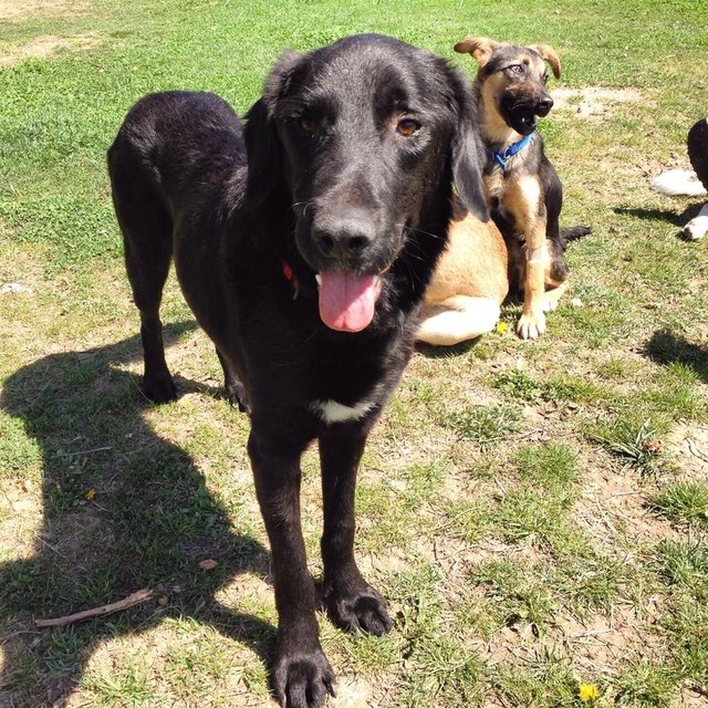  İtaatkar eğitime açık çocuklarla arası iyi korumacı büyük ırk 