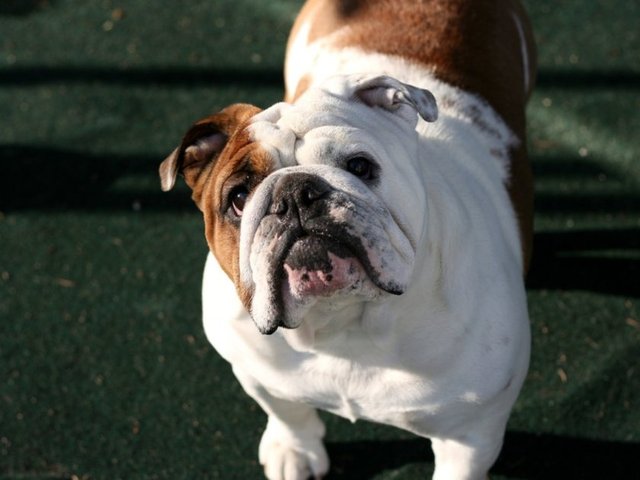 Genellikle bahçe seven bu cins apartman dairelerinde de yaşayabilir. Sevecen ve nazik bir cinstir. 