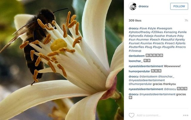 #animals #instanature  #instagood #macrogardener #macrophotography #creature