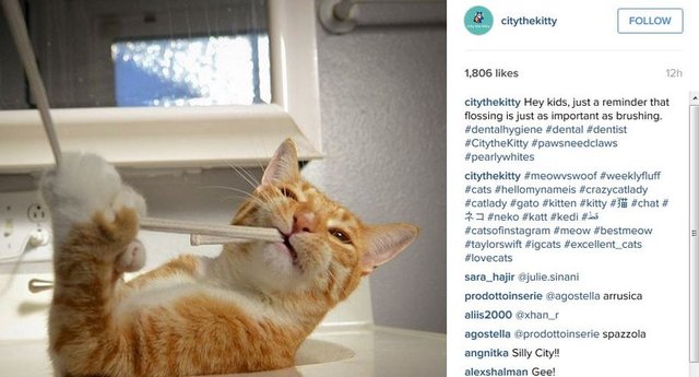 #petstagram #petsagram  #photooftheday #catsofinstagram #ilovemycat  #instagramcats #nature