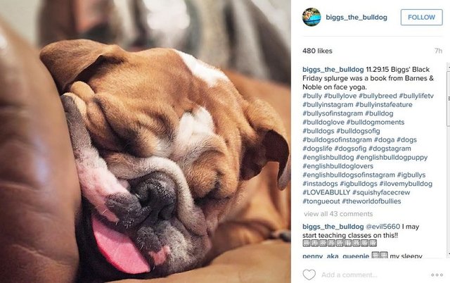 Köpek tagleri - #dog #dog #puppy #pup #ysmphotoblog  #cute #eyes #instagood  #dogs_of_instagram #pet #pets #animal #animals #petstagram