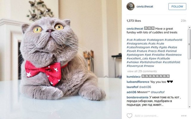 #catoftheday #lovecats#sleeping #lovekittens  #adorable #catlover  #instacat