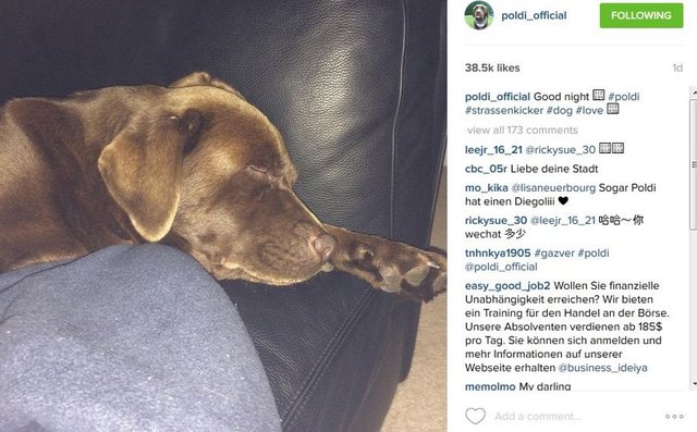 #petsagram  #dogsitting #photooftheday #dogsofinstagram #ilovemydog