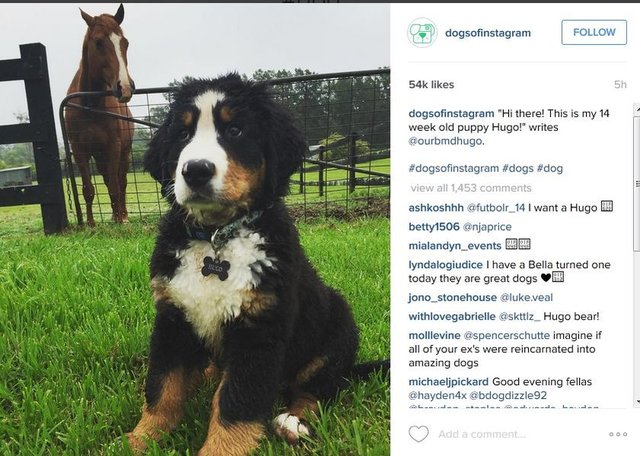 #instagramdogs  #nature #dogstagram #dogoftheday #lovedogs #lovepuppies #adorable  #doglover #instapuppy #instadog