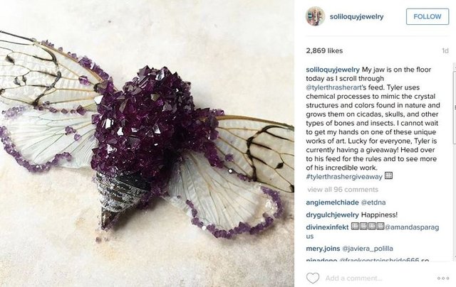 Böcek tagleri - #insects #insect #bug #bugs #ysmphotoblog  #bugslife #macro #closeup #nature #animals