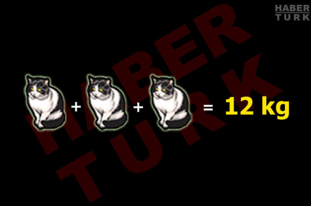 12/3 = 4 - kedi = 4 kg