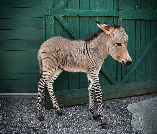 Zebra ve eşek kırması olan bu tatlı melezin türünün adı Zonkey