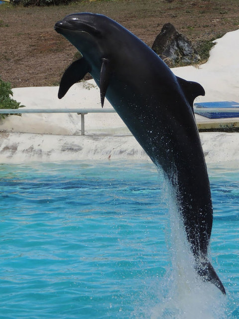 Yunus balığı ile katil balığından olan bu tatlı ve vahşi türün adı Wholphin
