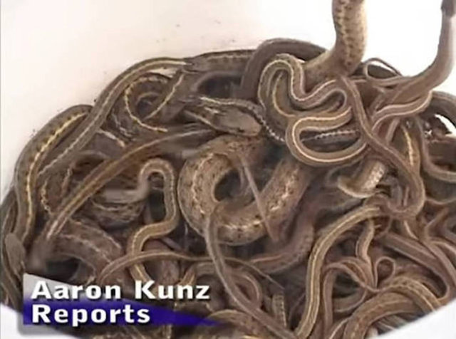 Evlerinin duvarlarında yaşayan binlerce yılan bulundu.  -  