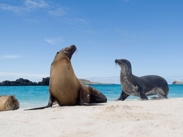 Galapagos Adaları  -  