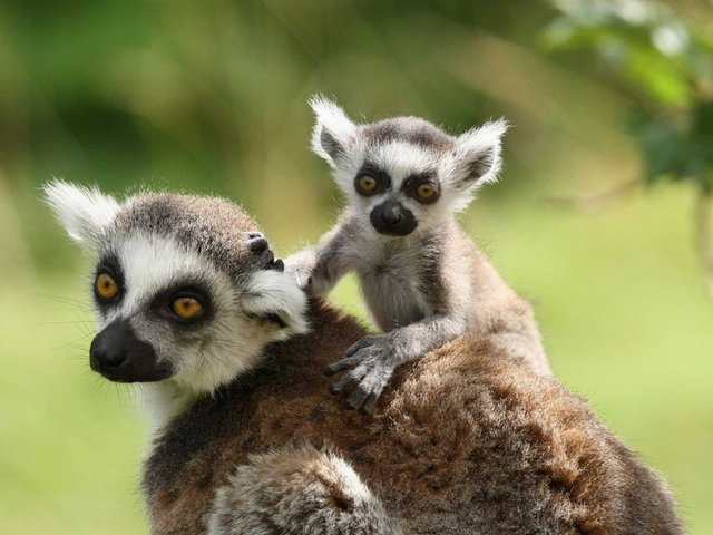 Madagaskar -  