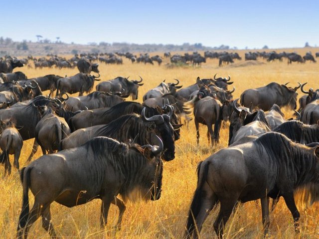 Afrika Seregeti Doğa Parkı.  -  