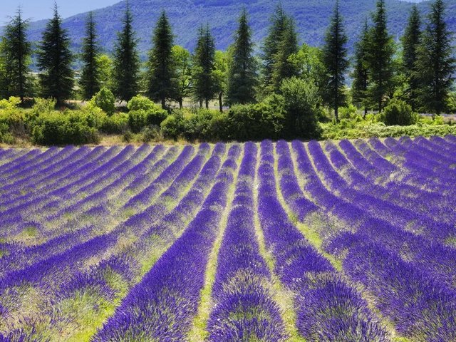 Provence, Fransa -  