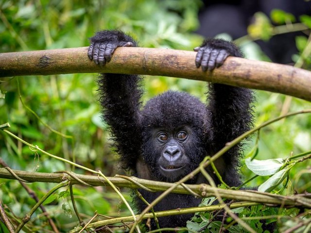 Ruanda Afrika  -  
