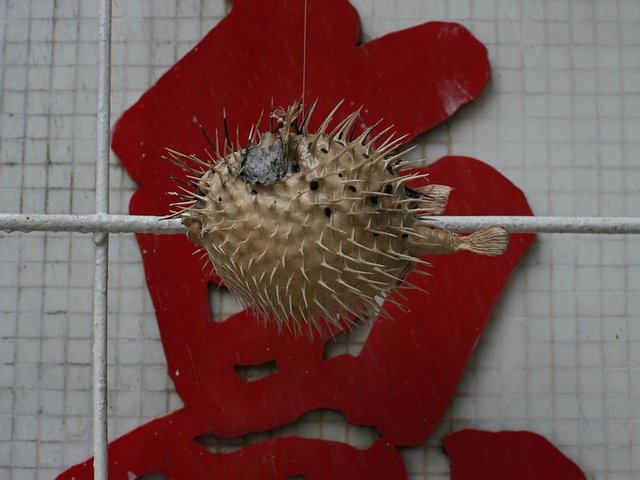 Tokyo Japonya  -  