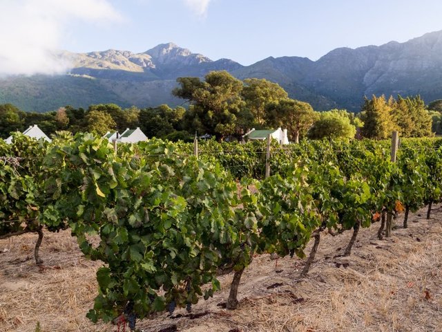Franschhoek, Güney Afrika -  