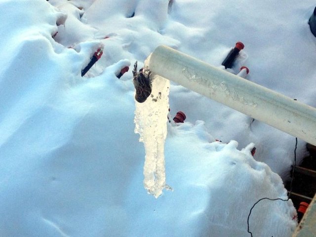 Kar kalınlığının yer yer 1 metreye ulaştığı Mazıdağı İlçesi'ne bağlı Şenyuva Köyü'nde, damdaki oluktan akan su ile birlikte donan bir serçe, soğuk havanın etkisini gözler önüne seriyor. Şenyuva Köyü'nde yaşayan Şeyhmus Şan, dün sabah damda biriken kar yığınlarını temizlemeye çalışırken, serçenin oluktan akan suyla birlikte donduğunu gördü.  -  