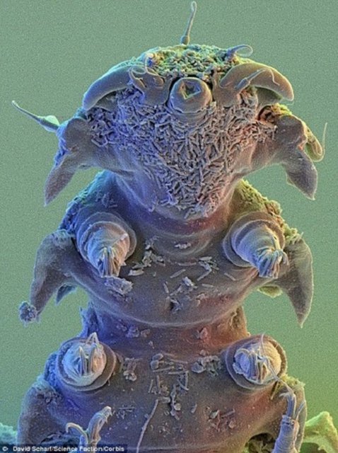 180 derece gibi yüksek ısı ve -236 derece gibi düşük sıcaklıklarda bile yaşayabilirler.Radyasyon ve vakumlu uzay ortamında da yaşayabilirler.