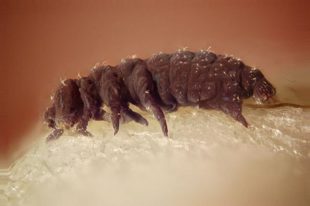 Su ayısı olarak bilinen Tardigrades, dünyanın en dayanıklı canlısıdır.