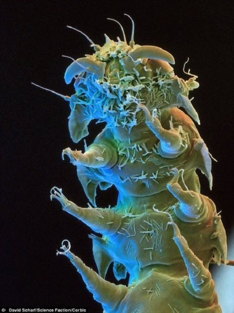 Derin okyanuslardan en yüksek dağlara kadar dünyanın her yerinde yaşayabilen bu canlıların boyları 1 milimetre kadardır.