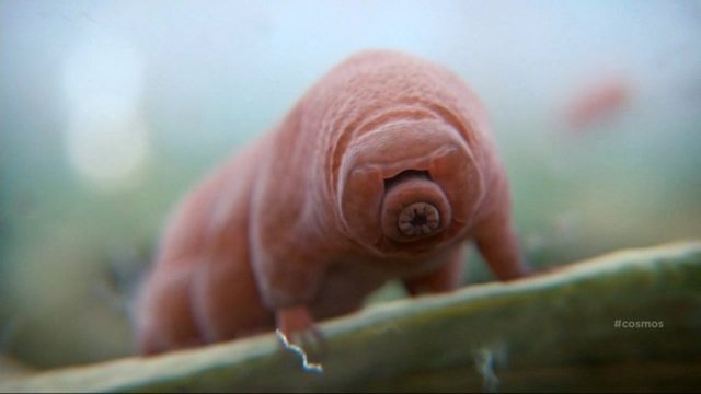 Tardigradların soyu dinozorların öncesindeki zamana kadar uzanmaktadır.