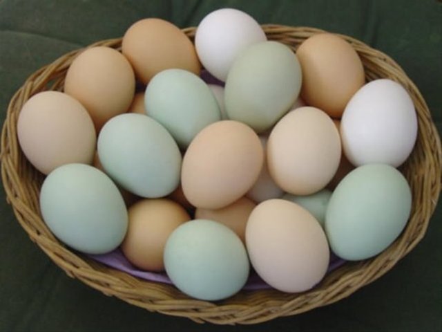Yumurta, pek çok insanın temel besin maddelerinden biridir. Ancak, Health.Com'a göre, Salmonella salgınlarının büyük bir kısmı yumurta tüketimiyle ilişkili.