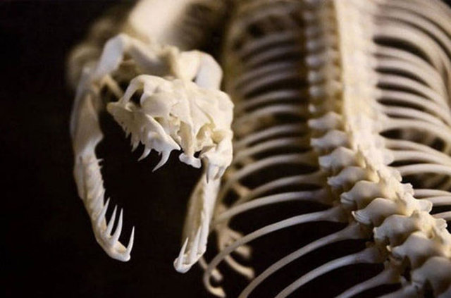 Kemiklerimizde ve kaslarımızda yüksek oranda su bulunur. Kemiklerin yüzde 22'si su, kaslarımızın ise yüzde 75'i sudur.