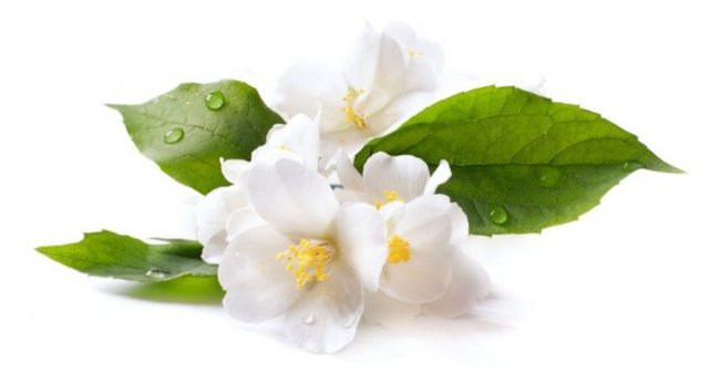 Yasemin: Likörleri kokulandıran, harika kokulu yasemin çiçeği, etkili bir uyarıcıdır. - Mahmure -  