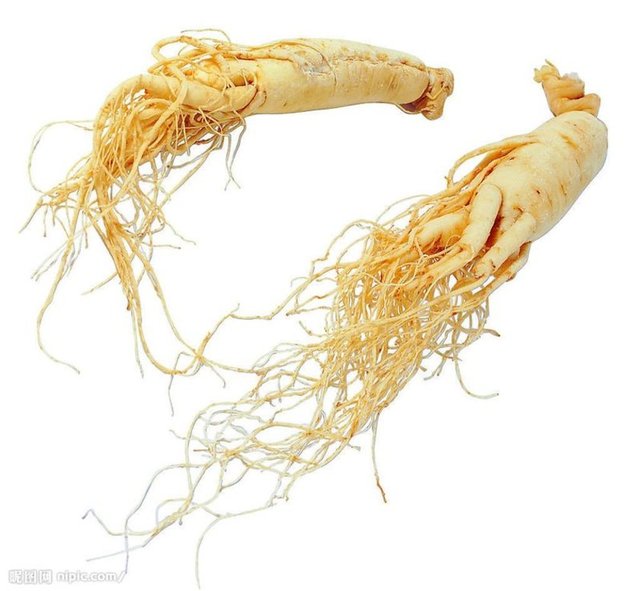 Ginseng: Binlerce yıllardır Çin'de ilaç yapımında kullanılan ginseng; hormonal sistemi uyarır, erken yaşlanma sürecini yavaşlatır ve göz ardı edilemeyecek güçler verir.