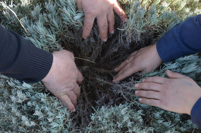 Kekik: Güçlü etkileri olan kekik, özellikle erkeklerde uyarıcıdır.