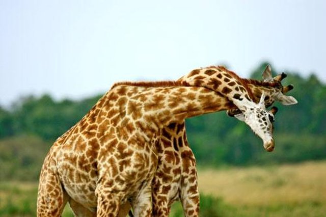 İşte Mustafa Koç'un 4 yıl boyunca görüntülediği fotoğrafları...