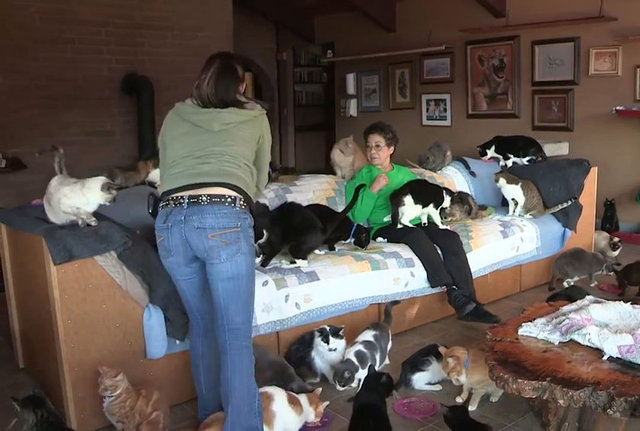 67 yaşındaki lynea Lattanzio isimli kadın, birden fazla kediyi sahiplendi ama bu işi biraz abarttı.  -  