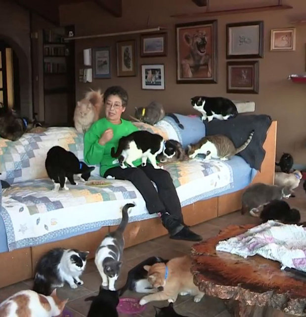 Kedileri sahiplenen kadın onların bakımı için 4200 metrekarelik ev aldı.  -  