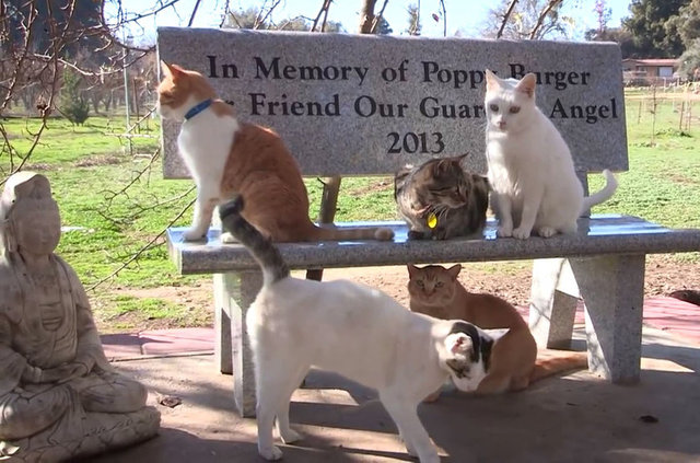 Şuan 1000 kediye bakan kadın, kediler için yılda 1.600.000 dolar yani; 4.809.280,00 TL harcıyor.  -  