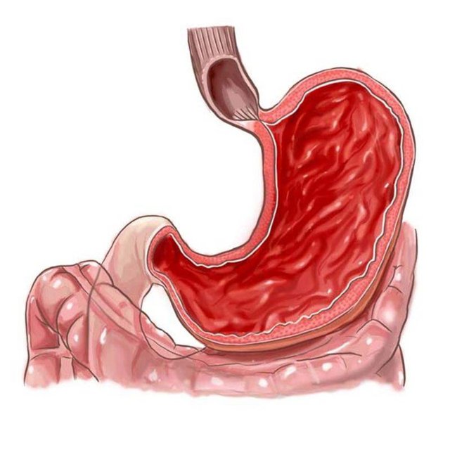 İnsan midesi her 2 haftada bir yeni bir katman oluşturur ve bu katman mide asitinden zarar görmüş önceki dokunun yerini alır.
