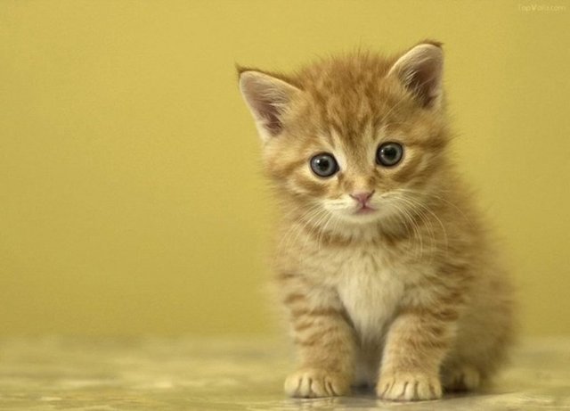 2. Abdulhamid'in sadece çatalla yemek verilirse yemek yiyen "ağa" isimli bir kedisi vardır.