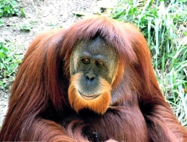 Orangutan kelimesinin latin alfabesi kullanan tüm dillerde neredeyse tamamen aynı şekilde yazılıp söylenir. Orang-outan falan olabiliyor bazen tabi, ama okunuşu hep aynı.