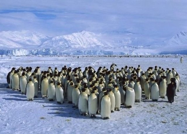 Penguenler sadece Güney kutbunda yaşarlar.