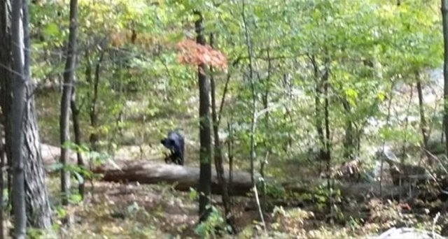 Patel'in cep telefonu, saldırının yaşandığı New York şehrinin yaklaşık 65 kilometre kuzeybatısında bulunan Apshawa Korusu'ndaki ormanlık alanda bulunmuştu.  Polis ise telefonun üzerinde ısırma izleri olduğunu açıklamıştı.