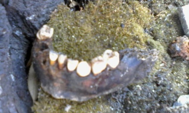 Aile, bahçelerinde, kemik parçaları, kafatası ve bazı kalıntılar buldular.